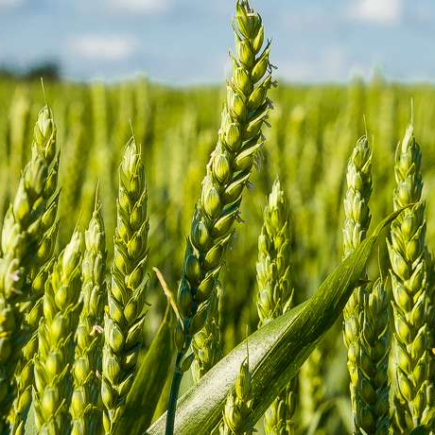 Every Farm Should Have Farm Fencing and Irrigation System