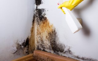 Mold Removal and Prevention Tips to Protect the Structure of Your House