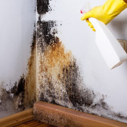 Mold Removal and Prevention Tips to Protect the Structure of Your House