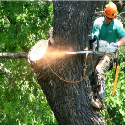 Major reasons why you need tree removal services in Melbourne
