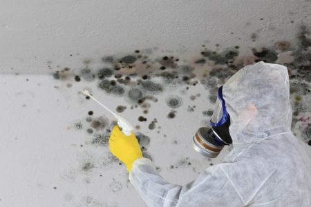 Professional vs. DIY Mold Removal – Which is Better