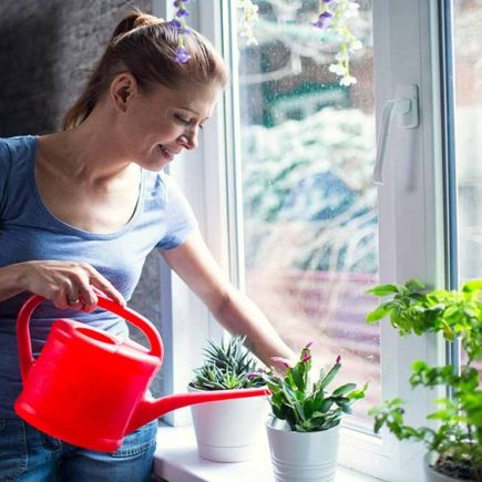 6 Feng Shui Plants For Home