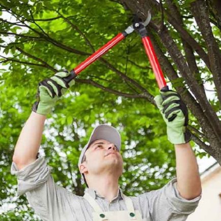 9 Tips to Keep Your Trees Healthy