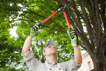 9 Tips to Keep Your Trees Healthy