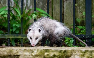 Opossum At Home