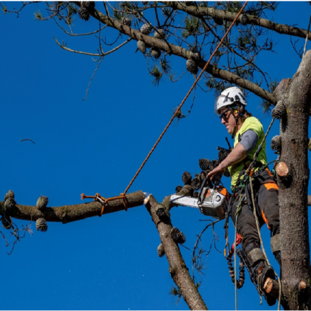 need an arborist
