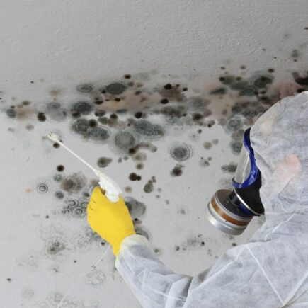 mold remediation in Toronto